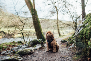 Adult Tan Poodle Near Trees Adult Tan Poodle Near Trees