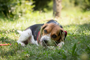 Adult Tri-color Beagle Lying on Grass Adult Tri-color Beagle Lying on Grass