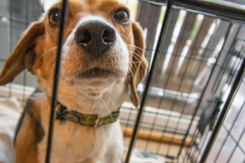 Adult Tricolor Beagle Adult Tricolor Beagle