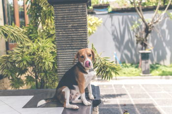 Adult Tricolor English Foxhound Adult Tricolor English Foxhound