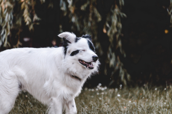 Adult White and Black Australian Shepherd Adult White and Black Australian Shepherd