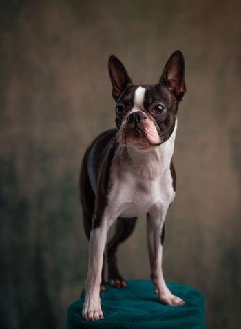 adult white and black Boston terrier adult white and black Boston terrier