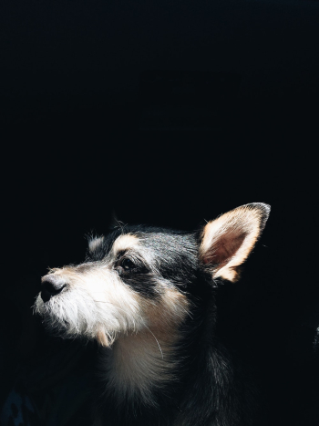 Adult White and Black Chihuahua Adult White and Black Chihuahua