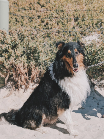 Adult White And Black Rough Collie Adult White And Black Rough Collie