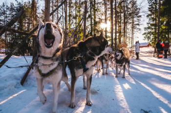 Adult White and Black Siberian Husky Outdoor Adult White and Black Siberian Husky Outdoor