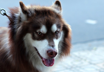 Adult White and Copper Siberian Husky Adult White and Copper Siberian Husky