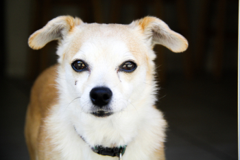 Adult White and Tan Chihuahua Adult White and Tan Chihuahua