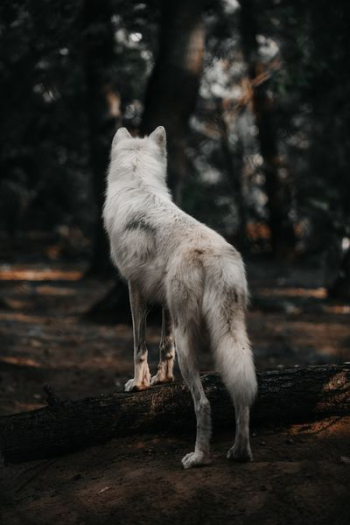 adult white dog in forest adult white dog in forest
