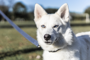 Adult White Siberian Husky On Selective Focus Photography Adult White Siberian Husky On Selective Focus Photography