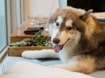 Adultybrown and White Siberian Husky Adultybrown and White Siberian Husky