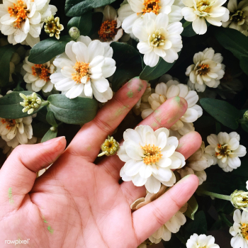Aerial botanic closeup | Free stock photo - 71188 Aerial botanic closeup | Free stock photo - 71188