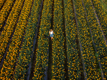 Aerial Photo of Woman Standing in Flower Field Aerial Photo of Woman Standing in Flower Field