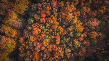 aerial photograph of forest aerial photograph of forest