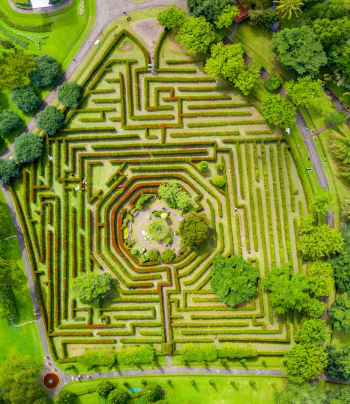 Aerial Photography of Maze Bush