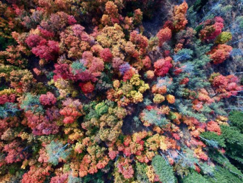 aerial photography of nature trees aerial photography of nature trees