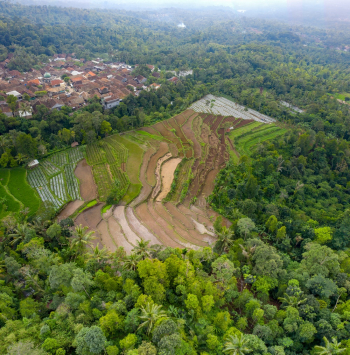 Aerial Photography Of Rice Plantation Aerial Photography Of Rice Plantation