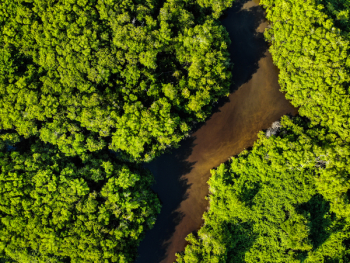 Aerial Shot Of Forest Aerial Shot Of Forest
