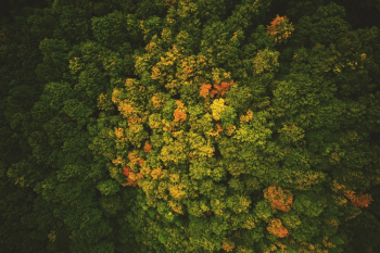 Aerial Shot Of Forest Aerial Shot Of Forest