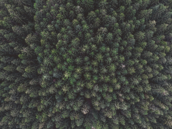 Aerial Shot Of Trees Aerial Shot Of Trees