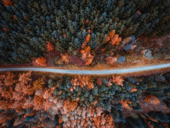 Aerial Shot Of Trees Aerial Shot Of Trees