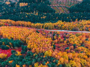 Aerial Shot Of Trees Aerial Shot Of Trees