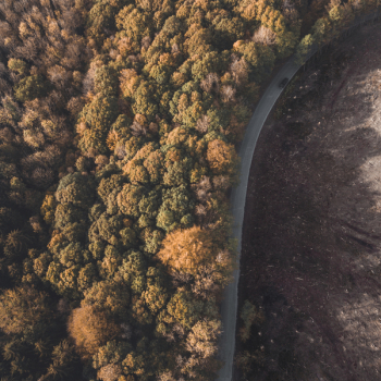 Aerial Shot Of Trees Aerial Shot Of Trees