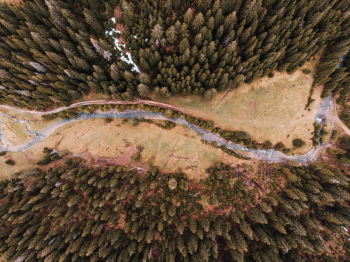 Aerial Shot Of Trees Aerial Shot Of Trees