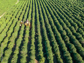 Aerial view of coffee mechanized harvesting in Brazil. Aerial view of coffee mechanized harvesting in Brazil.
