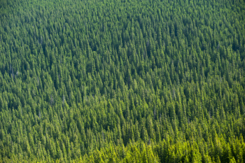 Aerial View of Forest Trees Aerial View of Forest Trees
