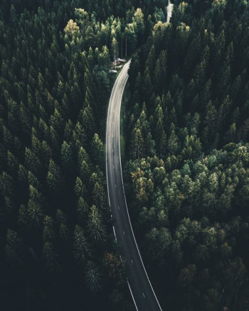 aerial view photography of road between palm tree