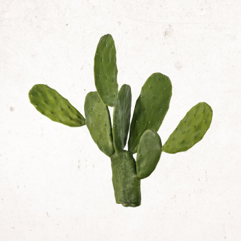 Aesthetic cactus clipart, desert plant | Free Photo - rawpixel Aesthetic cactus clipart, desert plant | Free Photo - rawpixel