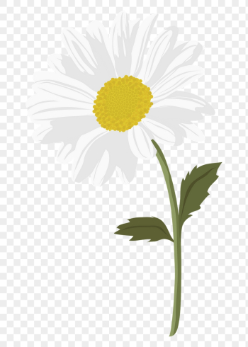 Aesthetic daisy png sticker, white | Free PNG - rawpixel Aesthetic daisy png sticker, white | Free PNG - rawpixel