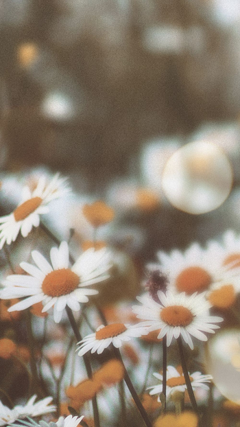 Aesthetic flowers mobile wallpaper, floral | Free Photo - rawpixel Aesthetic flowers mobile wallpaper, floral | Free Photo - rawpixel