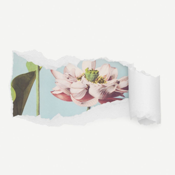 Aesthetic lotus flower torn paper | Free PSD - rawpixel Aesthetic lotus flower torn paper | Free PSD - rawpixel
