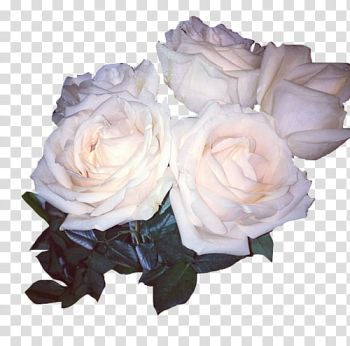 Aesthetic, pink rose flowers transparent background PNG clipart Aesthetic, pink rose flowers transparent background PNG clipart