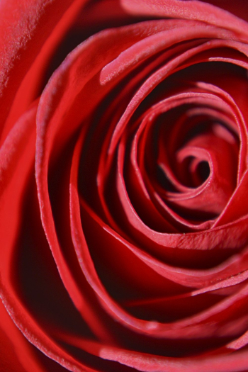Aesthetic rose close up background, | Free Photo - rawpixel Aesthetic rose close up background, | Free Photo - rawpixel
