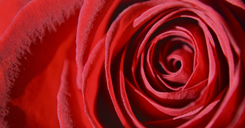 Aesthetic rose close up background, | Free Photo - rawpixel Aesthetic rose close up background, | Free Photo - rawpixel
