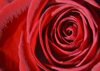 Aesthetic rose close up background, | Free Photo - rawpixel Aesthetic rose close up background, | Free Photo - rawpixel