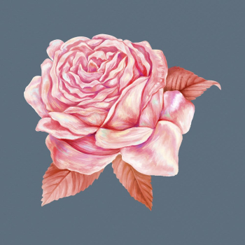 Aesthetic rose collage element, pink | Free PSD - rawpixel Aesthetic rose collage element, pink | Free PSD - rawpixel