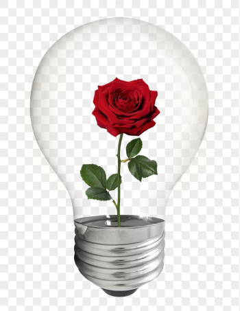 Aesthetic rose png bulb sticker, | Free PNG - rawpixel Aesthetic rose png bulb sticker, | Free PNG - rawpixel