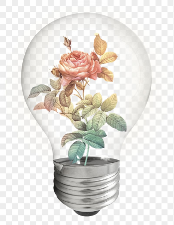 Aesthetic rose png bulb sticker, | Free PNG - rawpixel Aesthetic rose png bulb sticker, | Free PNG - rawpixel