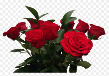 Aesthetic Roses Transparent Aesthetic Roses Transparent