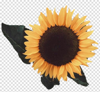 Aesthetic Sunflower PNG Image Aesthetic Sunflower PNG Image