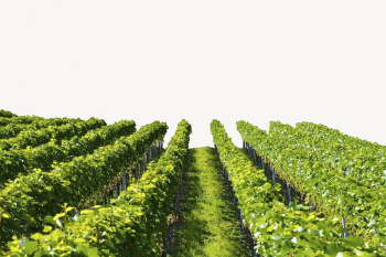 Aesthetic vineyard background, farming, agriculture | Free PSD - rawpixel Aesthetic vineyard background, farming, agriculture | Free PSD - rawpixel