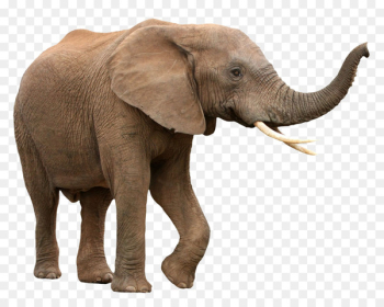 African bush elephant Asian elephant African forest elephant - Elephant 
