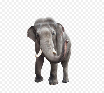 African bush elephant Indian elephant Stock photography - Elephant 