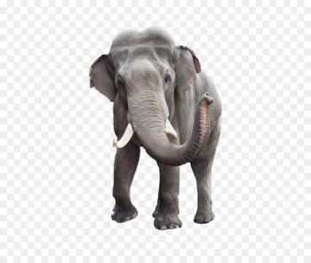 African bush elephant Indian elephant Stock photography Elephant Head Lodge - Elephant 