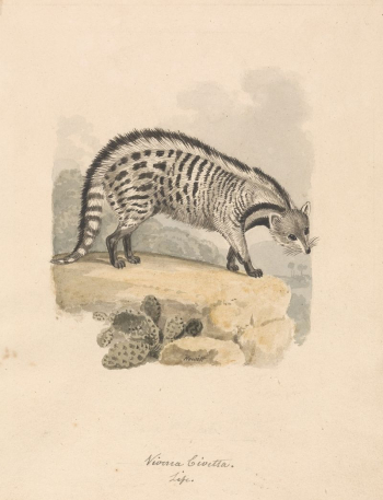 African Civet | Free Photo - rawpixel African Civet | Free Photo - rawpixel