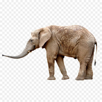 African elephant Asian elephant Stock photography stock.xchng - simple elephant 