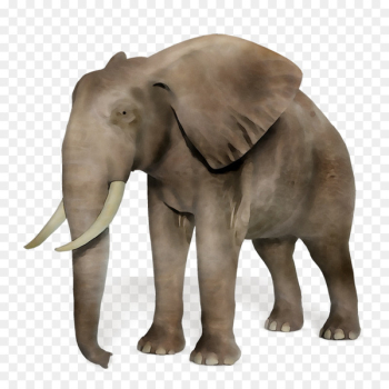African elephant Asian elephant Tusk - African elephant Asian elephant Tusk -